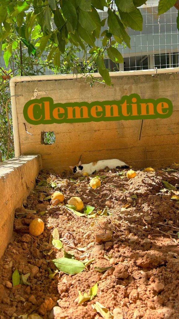 Clementine