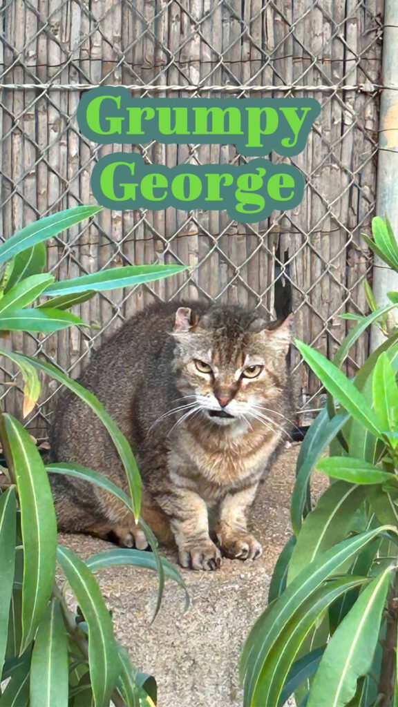 Grumpy George